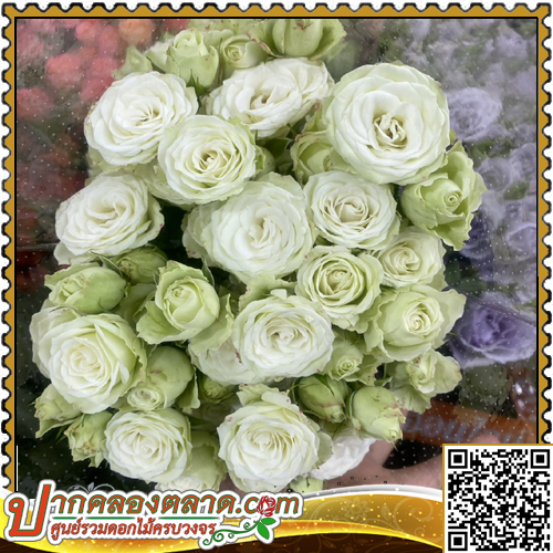 RO903  ����Һ�����չ �բ��