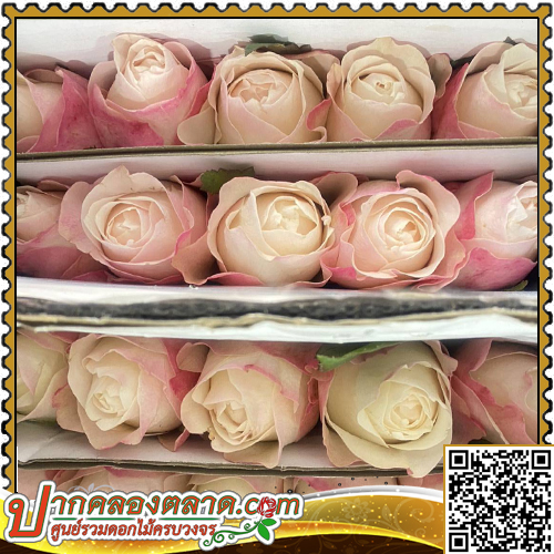 RO317 ����Һ�չ ᤷ���չ