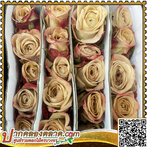 RO309 ����Һ�չ �ա�� �һ٪��