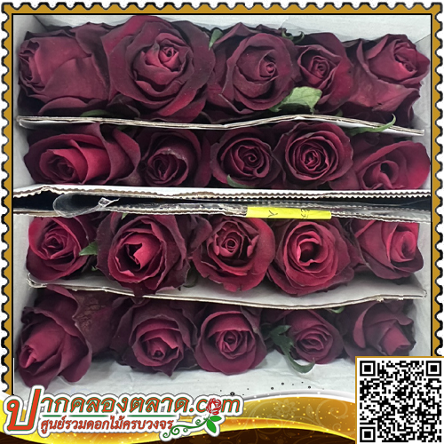 RO319 ����Һ�չ ���ǹ�ᴧ Burgundy (Naomi)