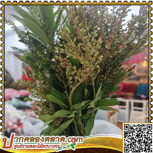 LE154  ������ ����