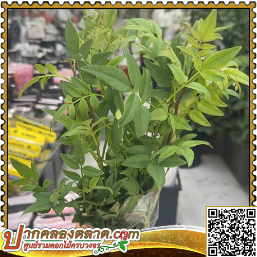 LE286 ���� RUSCUS �չ