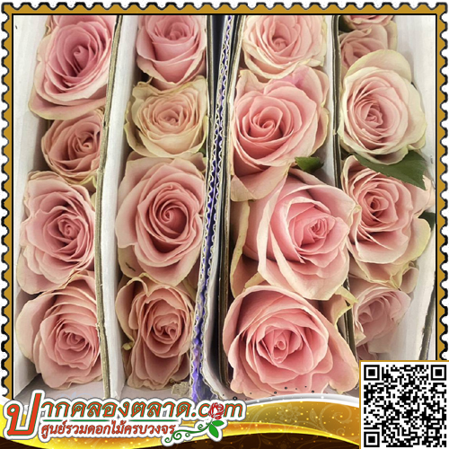 RO303	����Һ�չ	�ժ���������