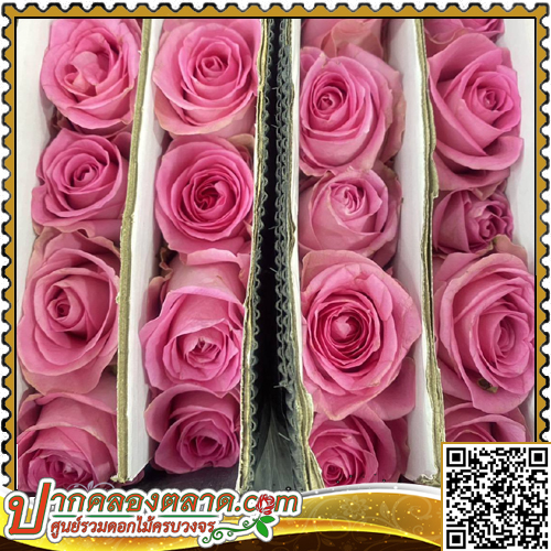 RO305	����Һ�չ	�ժ��� �.5