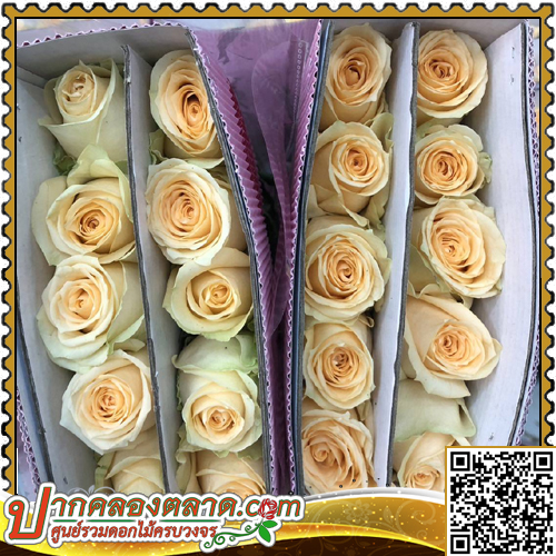 RO310 ����Һ�չ ������᤹ͧ�����