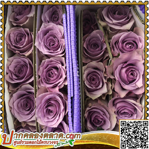 RO314	����Һ�չ	����ǧ ���