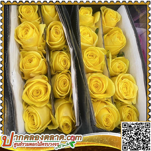 RO311	����Һ�չ	������ͧ