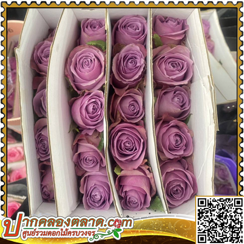 RO315	����Һ�չ	����ǧ ��͹