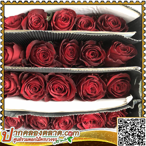 RO308	����Һ�չ ��ᴧ