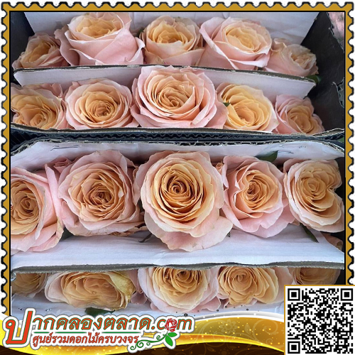 RO304 ����Һ�չ �վժ