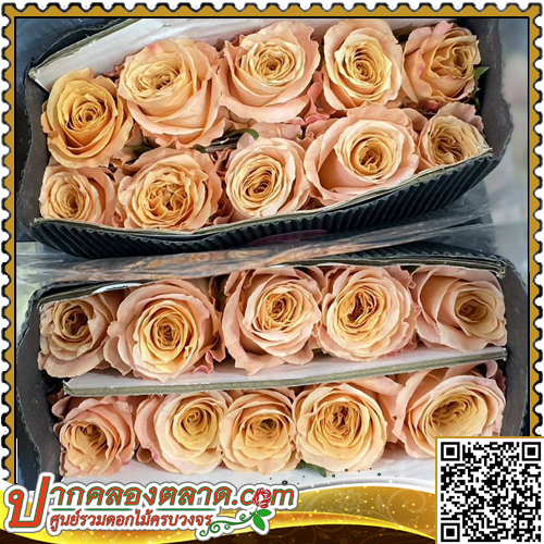 RO320 ����Һ�չ �����͹