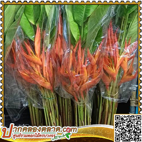 OT412 Bird of Paradise �ѡ�����ä� (�������)  ���